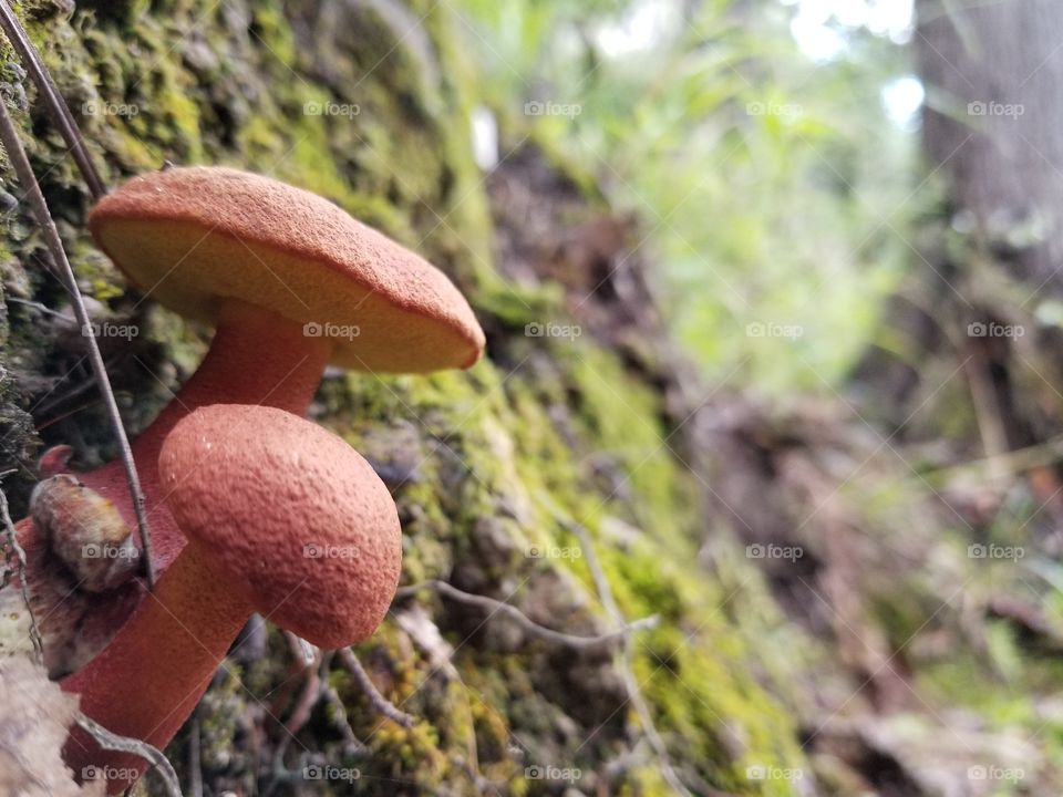 red mushrooms