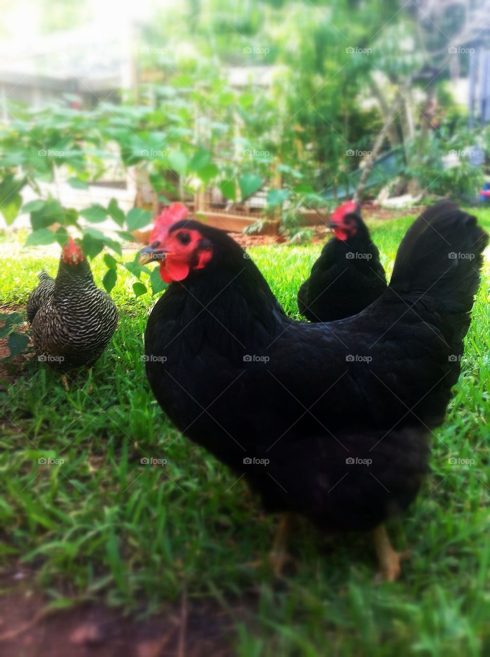 Chicken trio