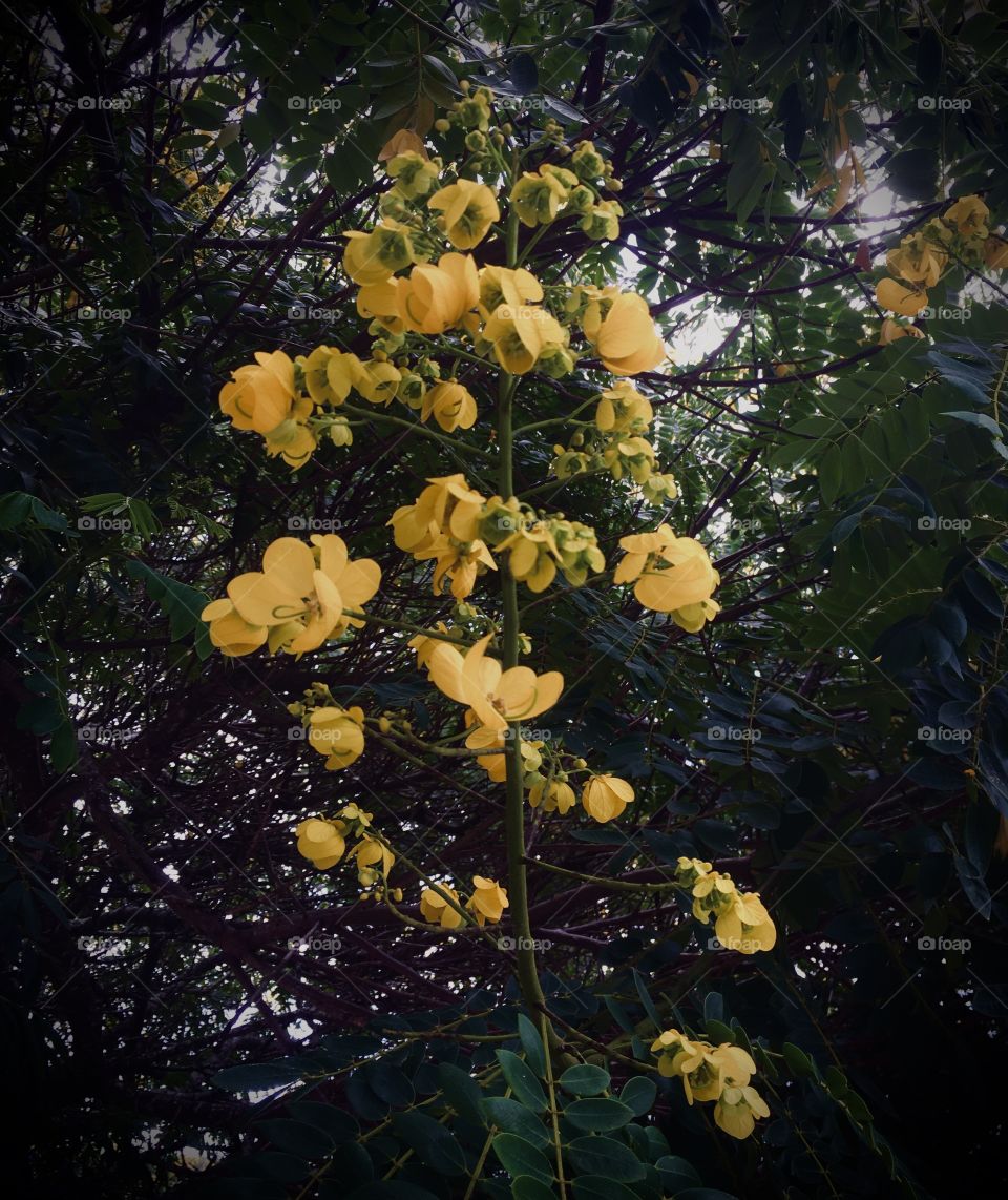 🌹 🇺🇸 Very beautiful flowers to brighten our day.  Live nature and its beauty. Did you like the delicate petals? / 🇧🇷 Flores muito bonitas para alegrar nosso dia. Viva a natureza e sua beleza. Gostaram das pétalas delicadas?