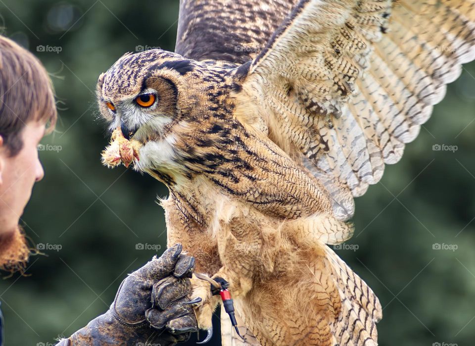 A captive Eurasian Eagle-Owl, with wings up as it takes a snack from its handler.