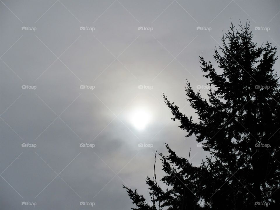 overcast sky with sun and evergreen