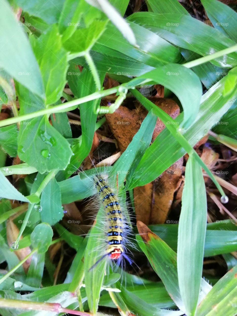 Colourful caterpillar