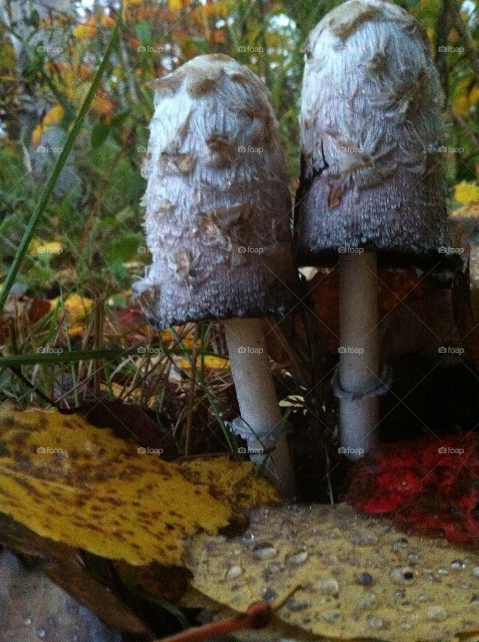 fall autumn raindrops mushrooms by serenitykennedy