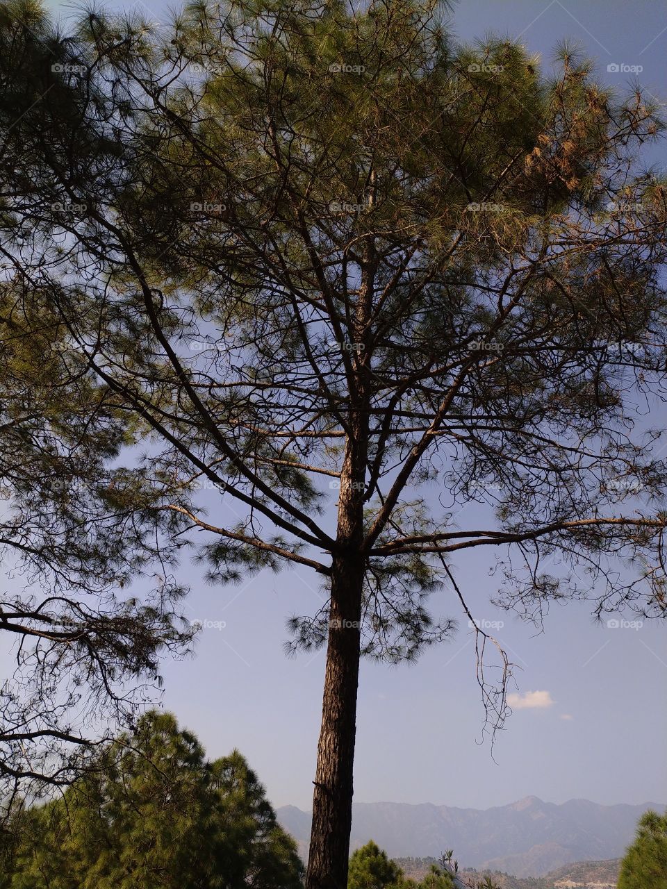Pine tree on road side standing tall en route to Gangotri in the Himalayas