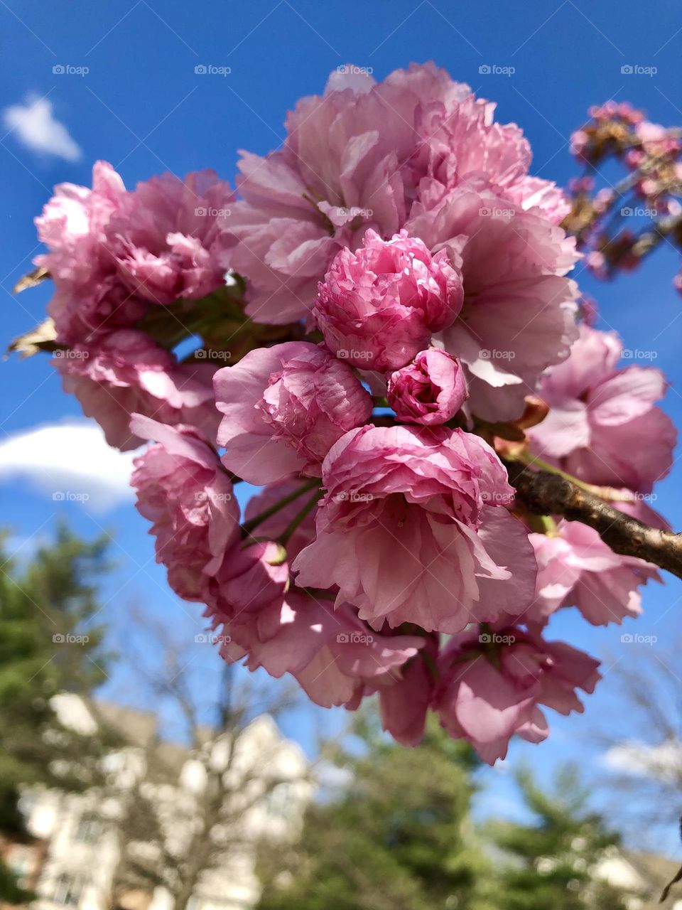 Pink flower cluster . cherry tree blooming  🍒