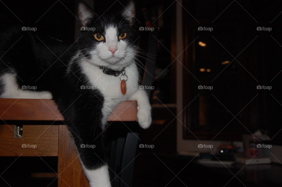 A beautiful cat sitting elegantly on the corner of a table. The focus is drawn to him.