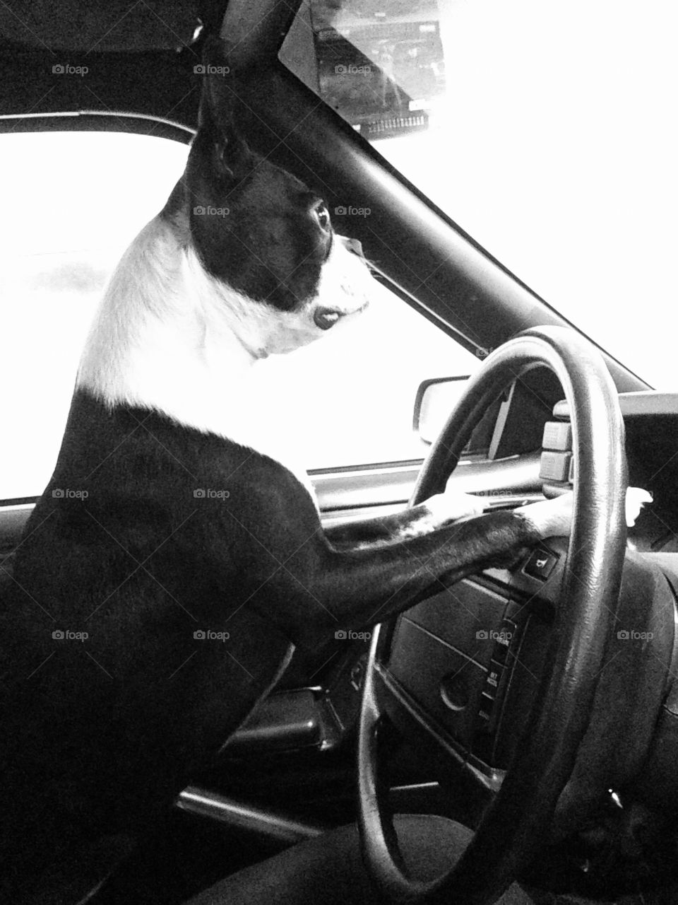 Dog driving car!