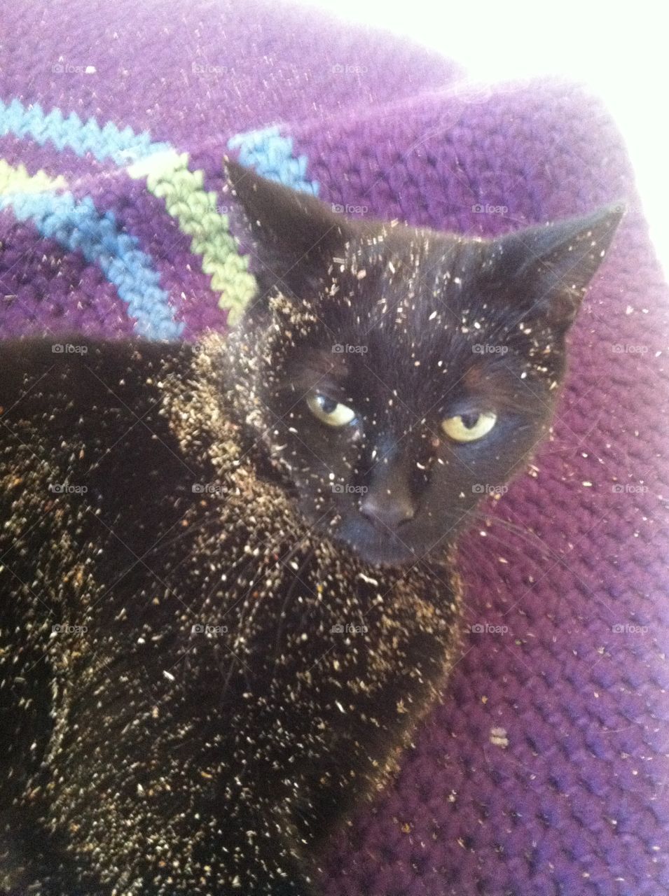 Black cat covered in catnip