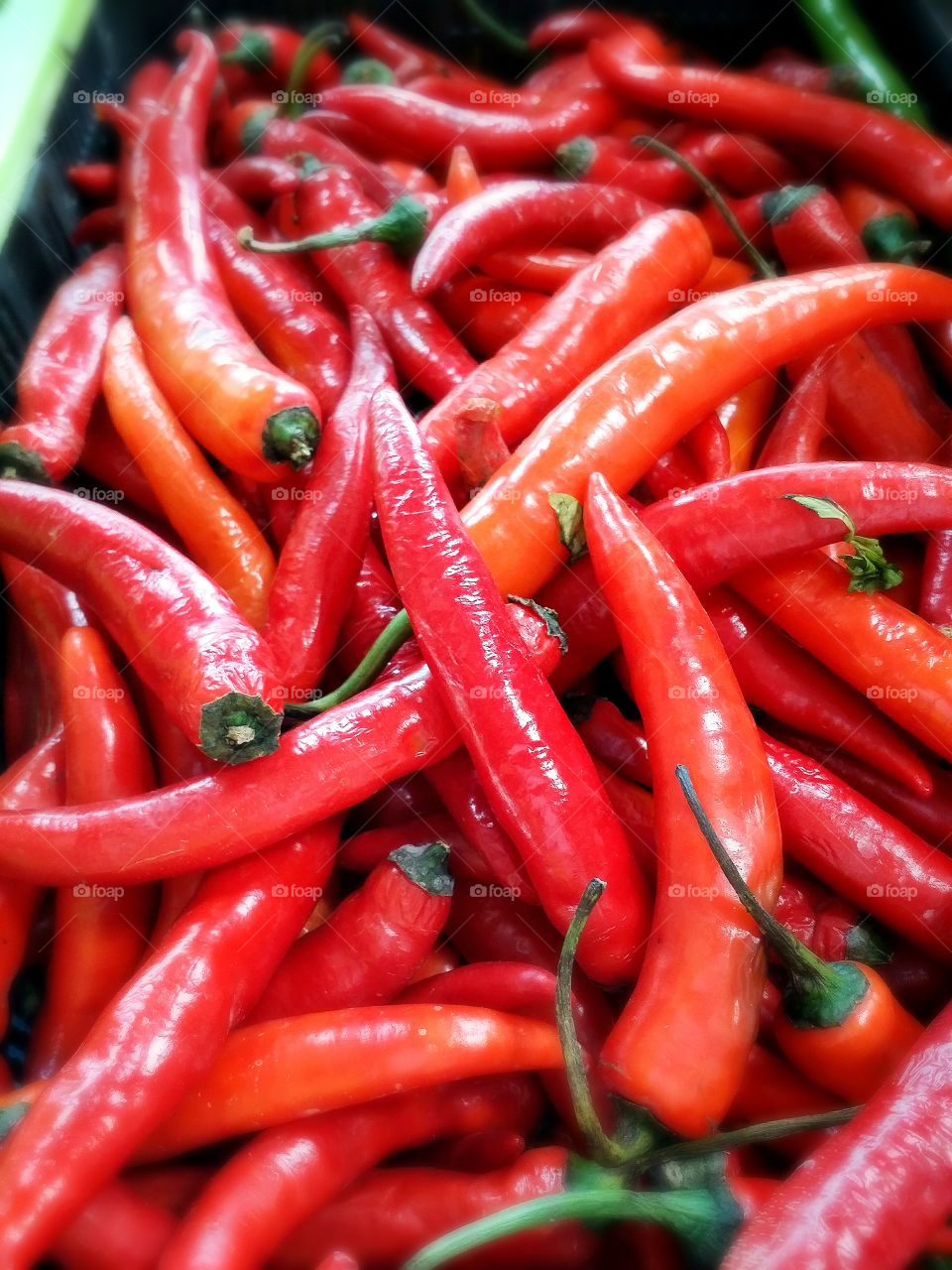 Red chilli.