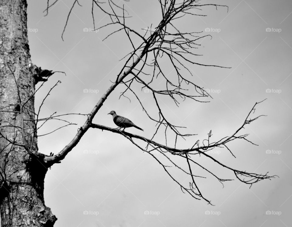 A bird on tree branch