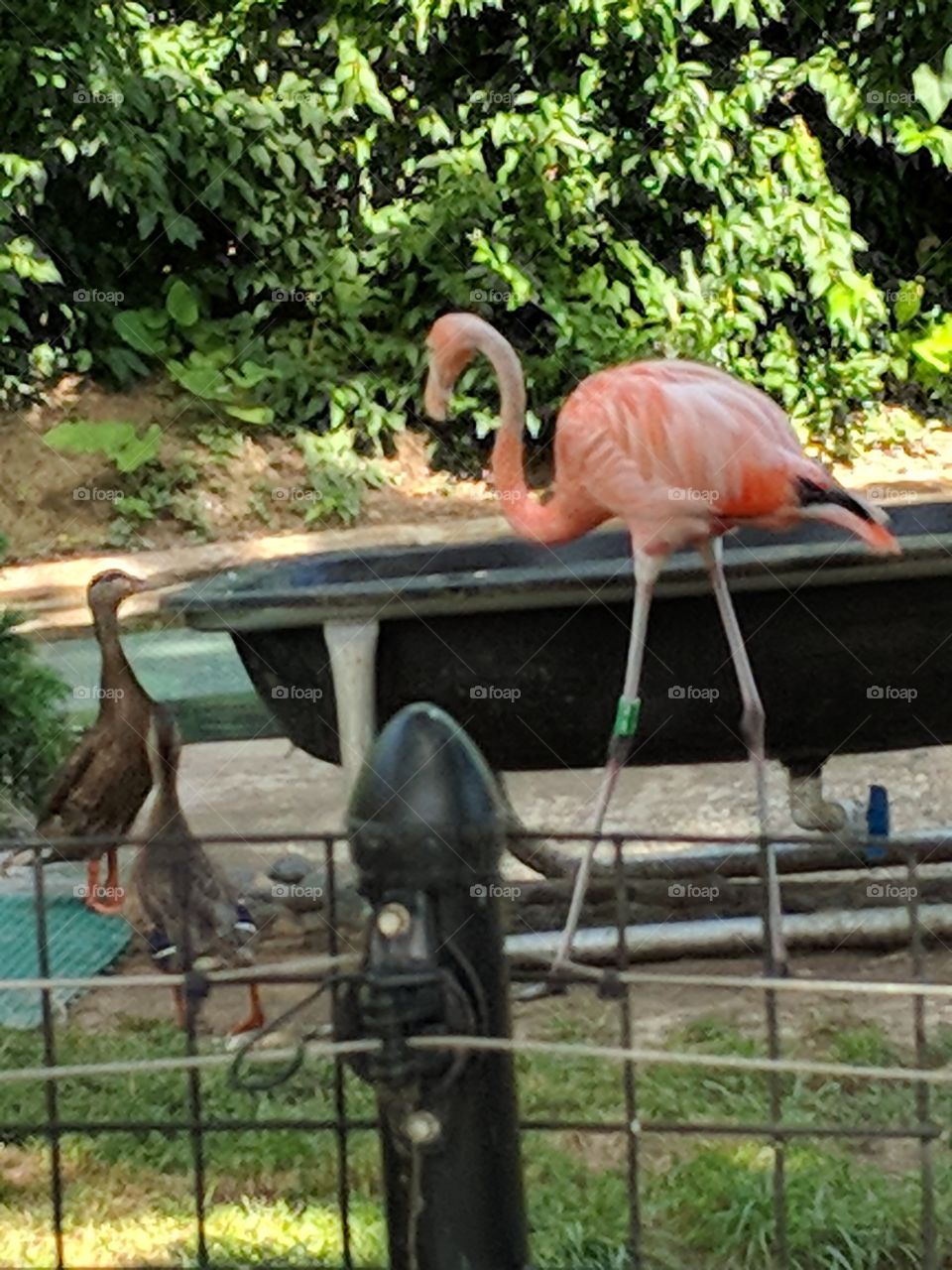 Flamingo at Columbus Zoo