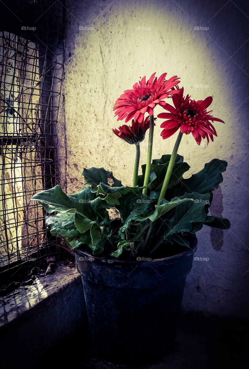 beautyfull flower pot  bright colourfull plant view