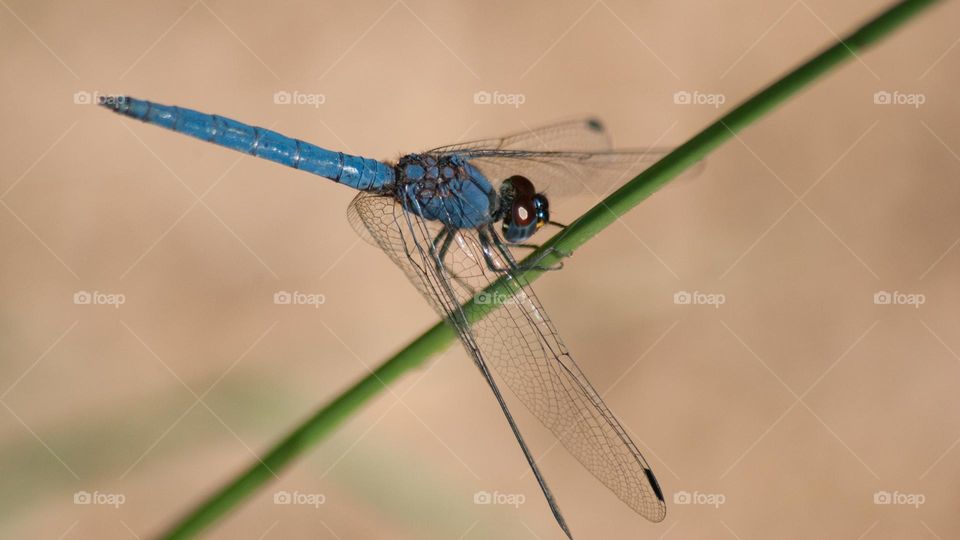 dragonfly blue