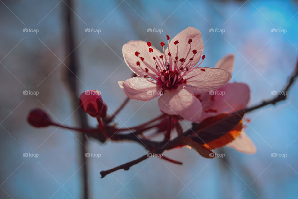 spring blooming flowers