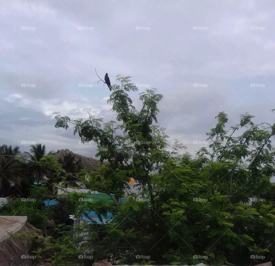 beauty of nature