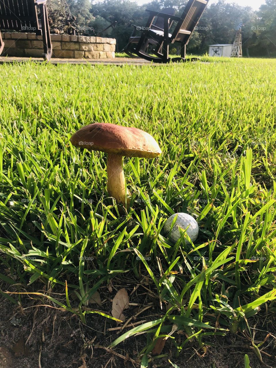 They say everything is bigger in Texas! I love how the goofball can show the scale of the ‘Alice in Wonderland’ mushroom!