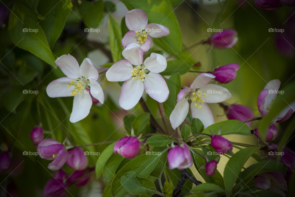 Crab Apple Blossoms in the Spring