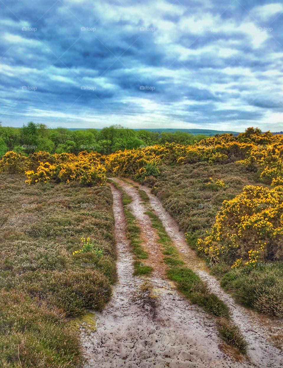 Country Trail Through Beautiful Heathland