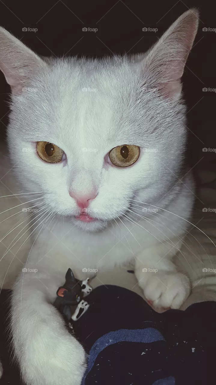 cat