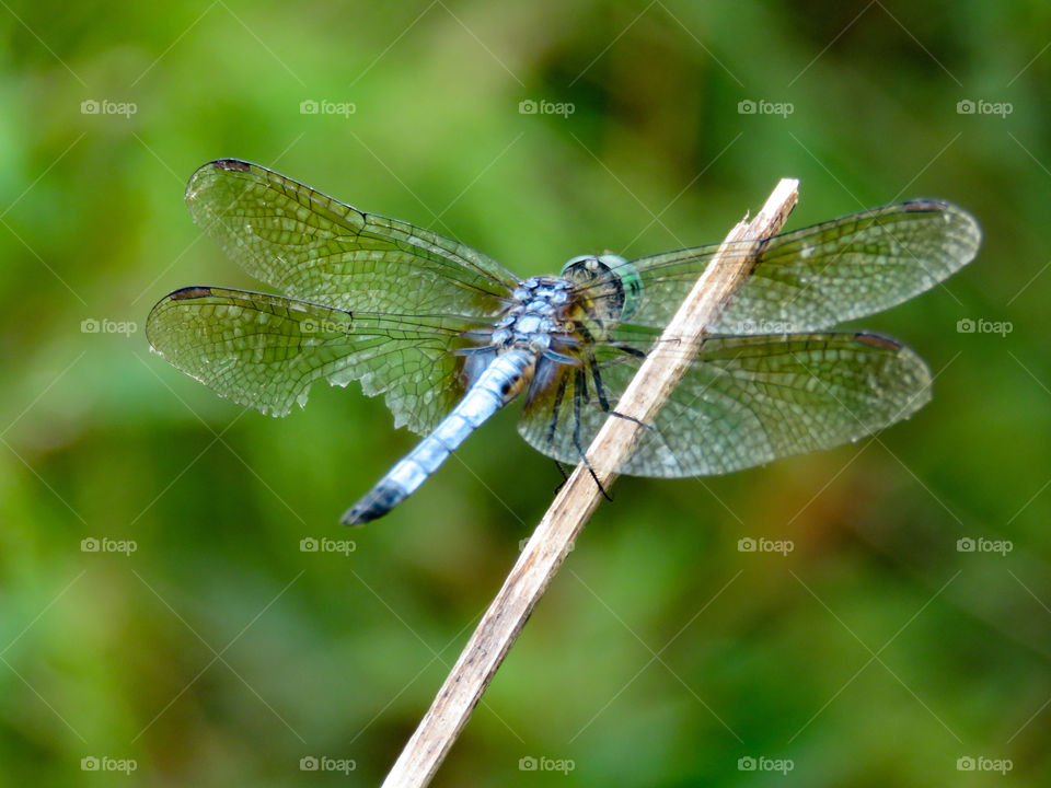 Dragonfly