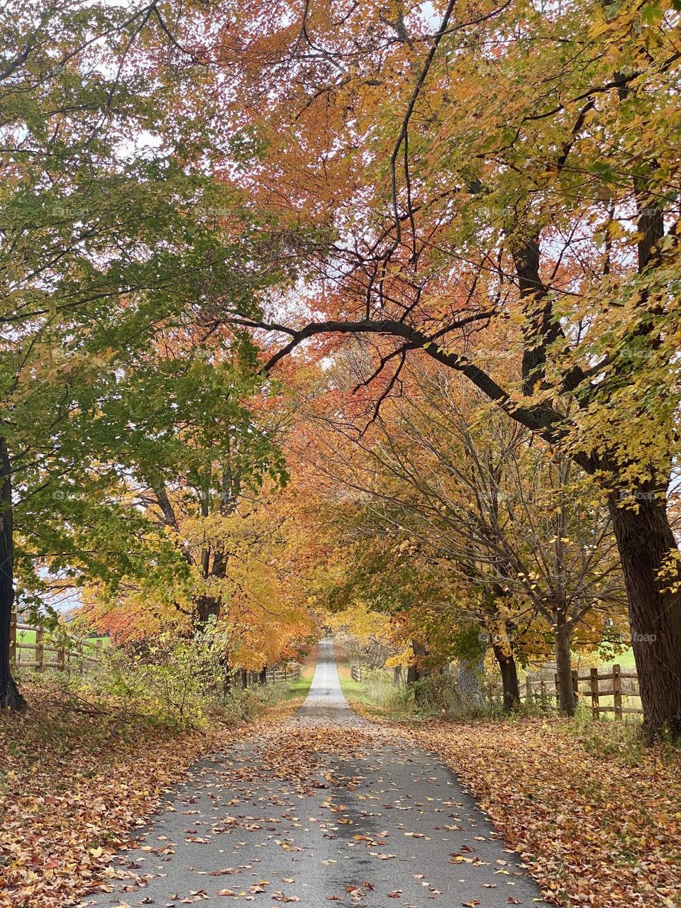 A driveway shaded by maple trees in the fall
