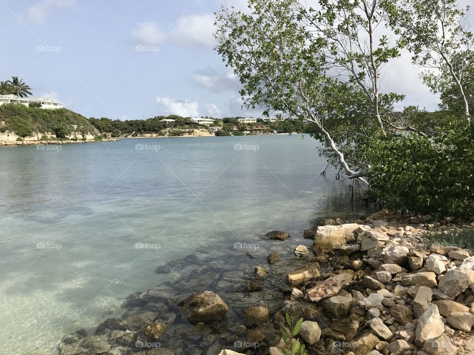 Mangroves on the water