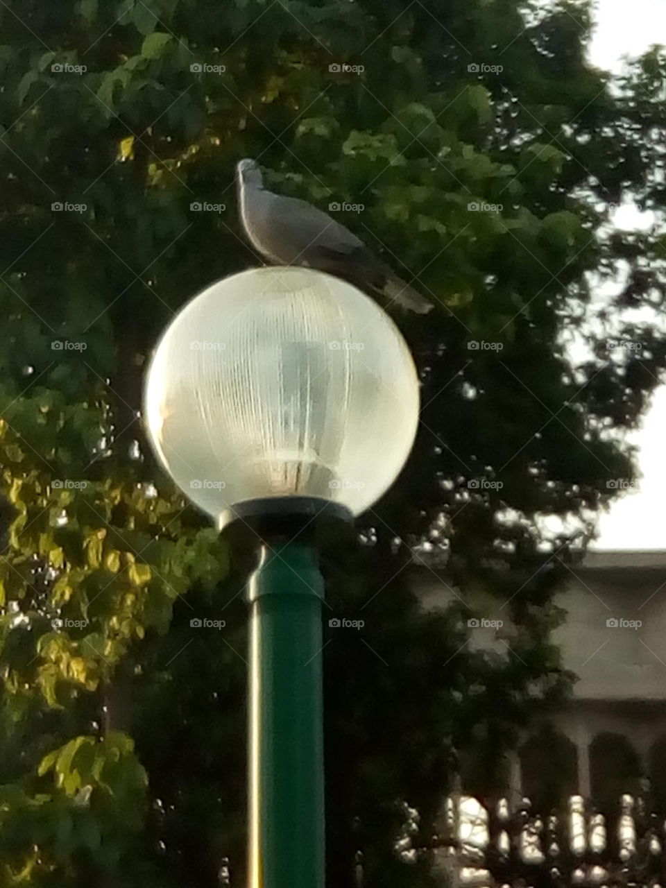 a beautiful 'Eurasian Collared Dove' sitting on a beautiful rounded light.
