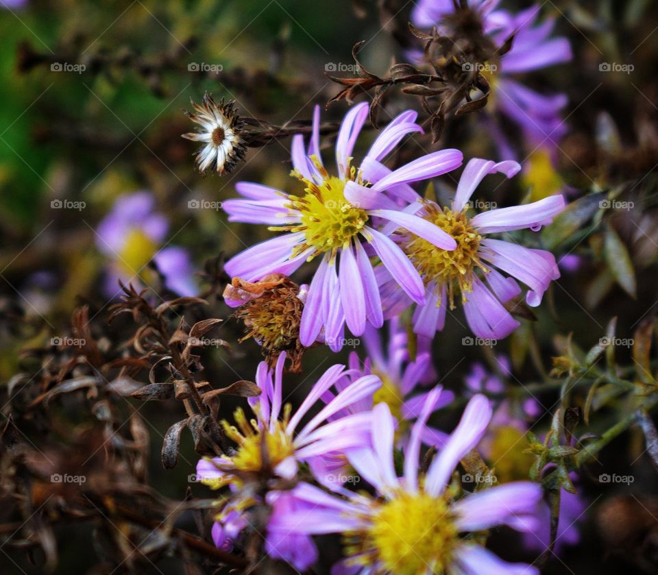 Aster in fall
