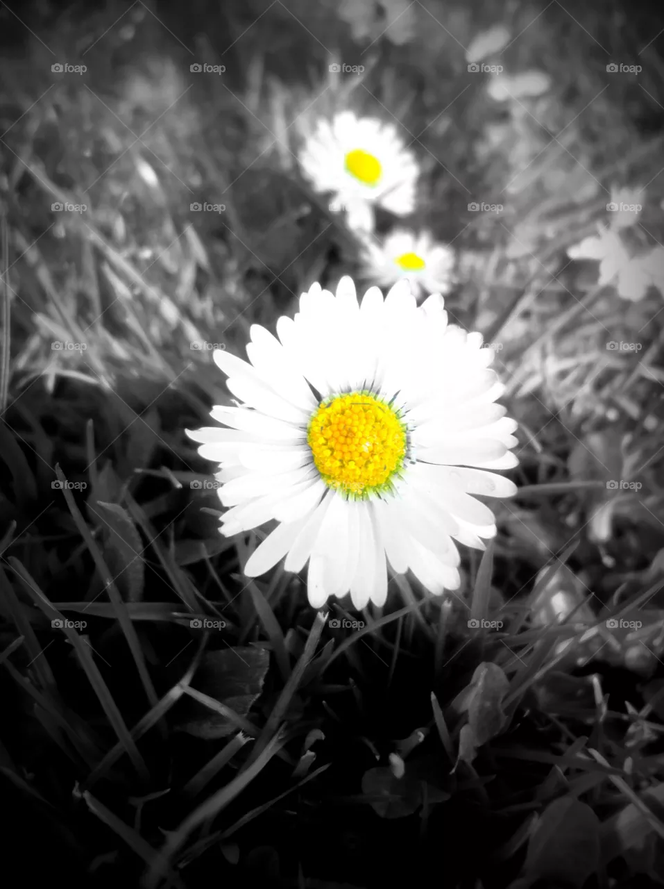 Daisy 