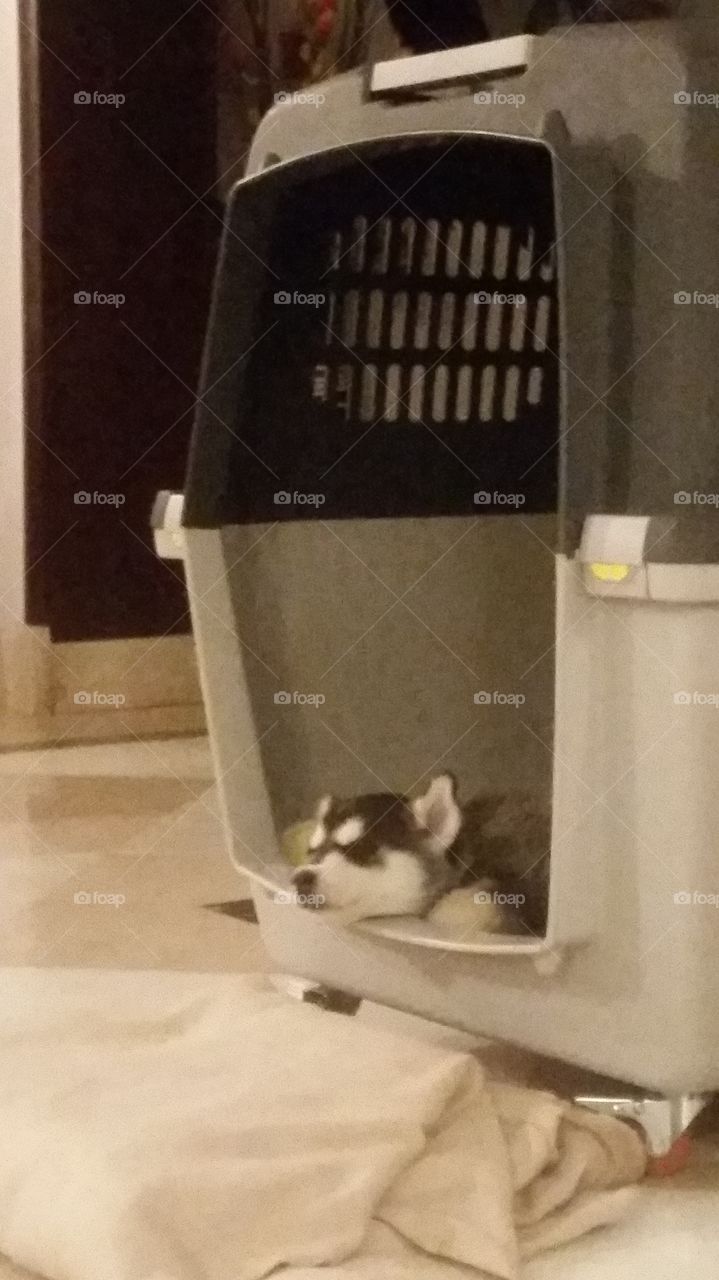 husky puppy sleeping in his big crate his head outside