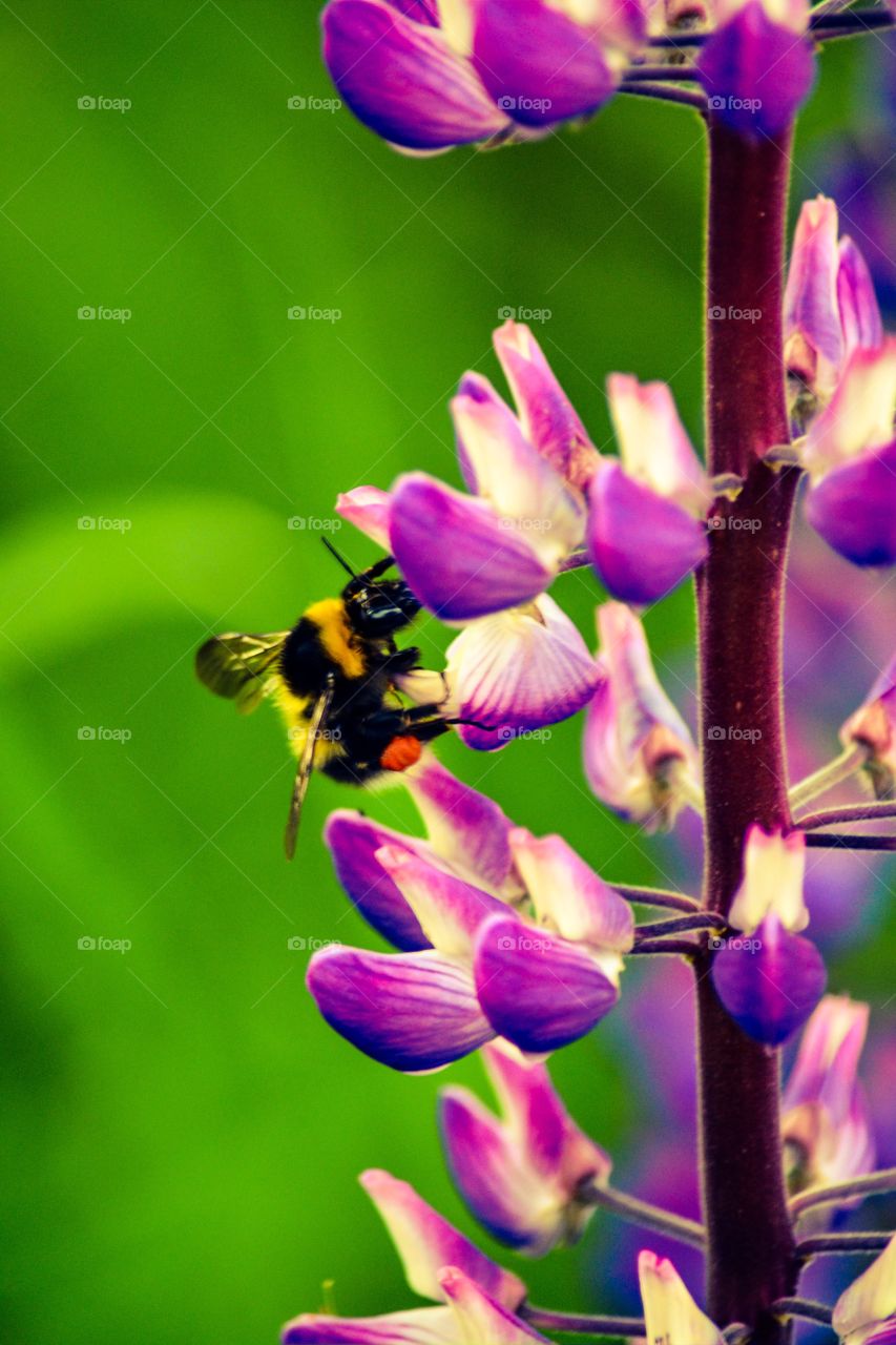 Bumblebee on purple flower