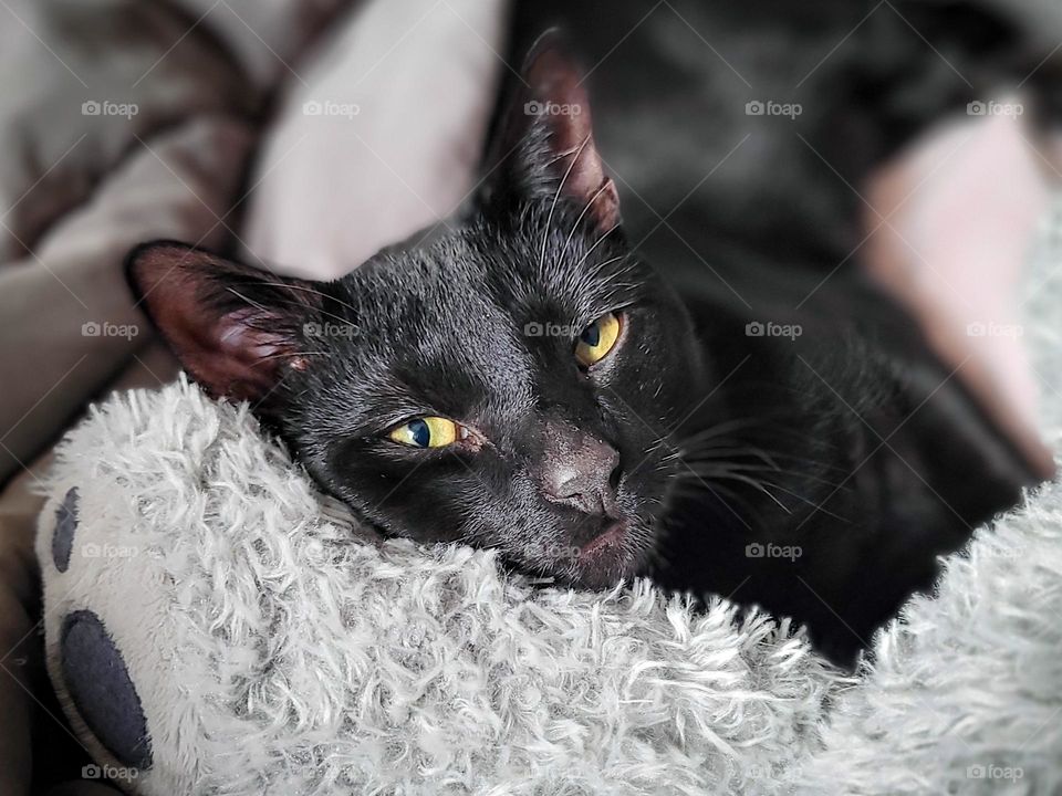 Black cat with yellow eyes relaxing and looking at the camera