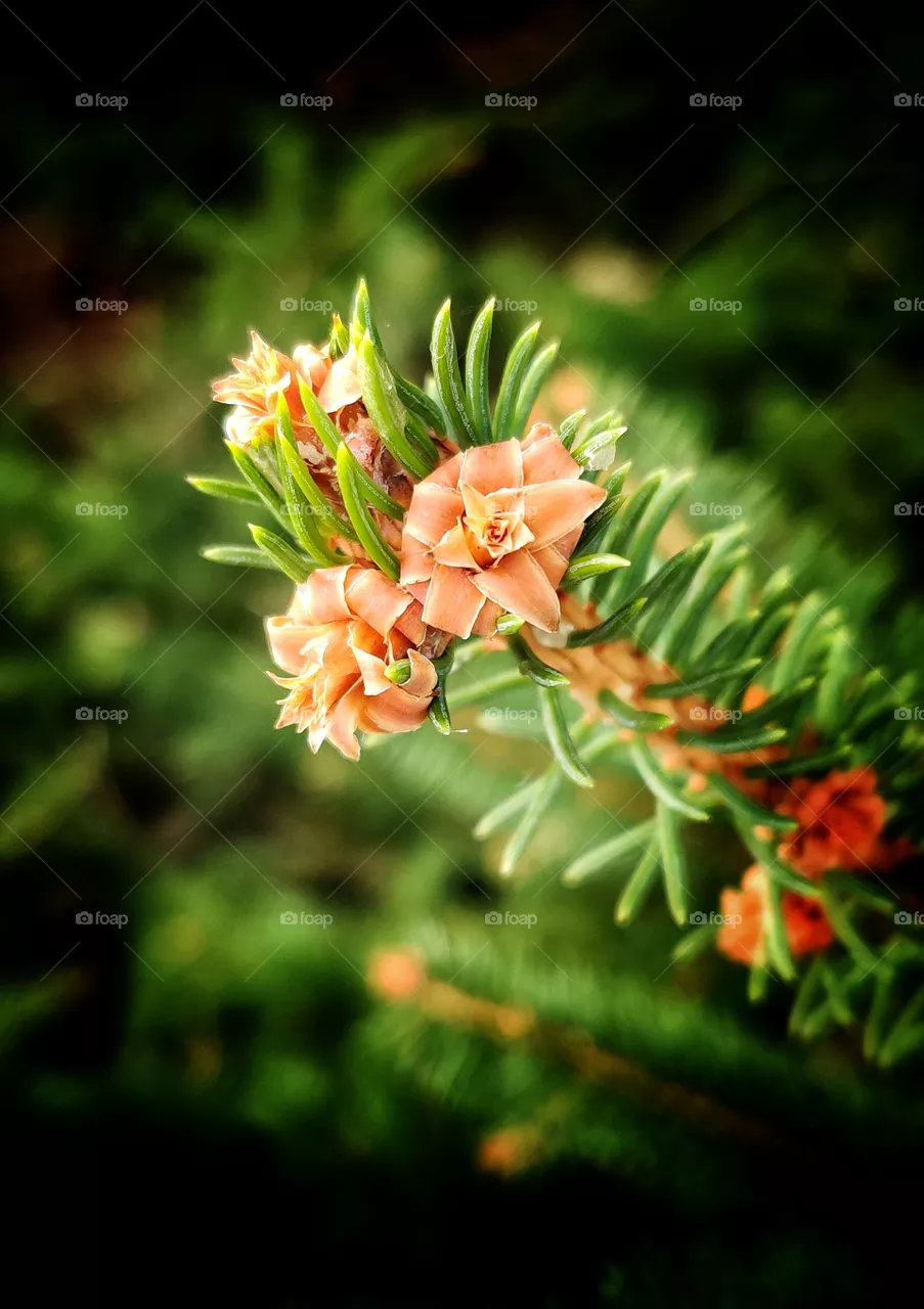 Pin flower