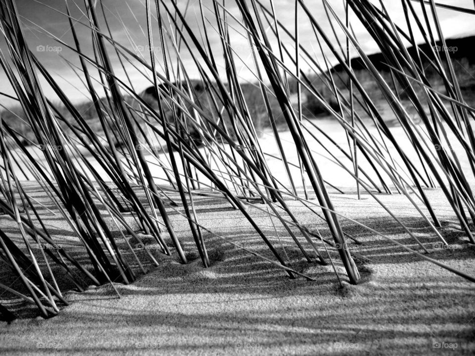 beach grass sand blackwhite by bubu