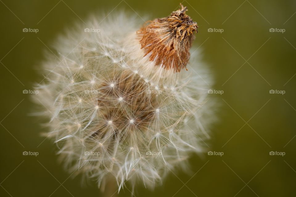 dried dandelion, dandelion seed, macro 