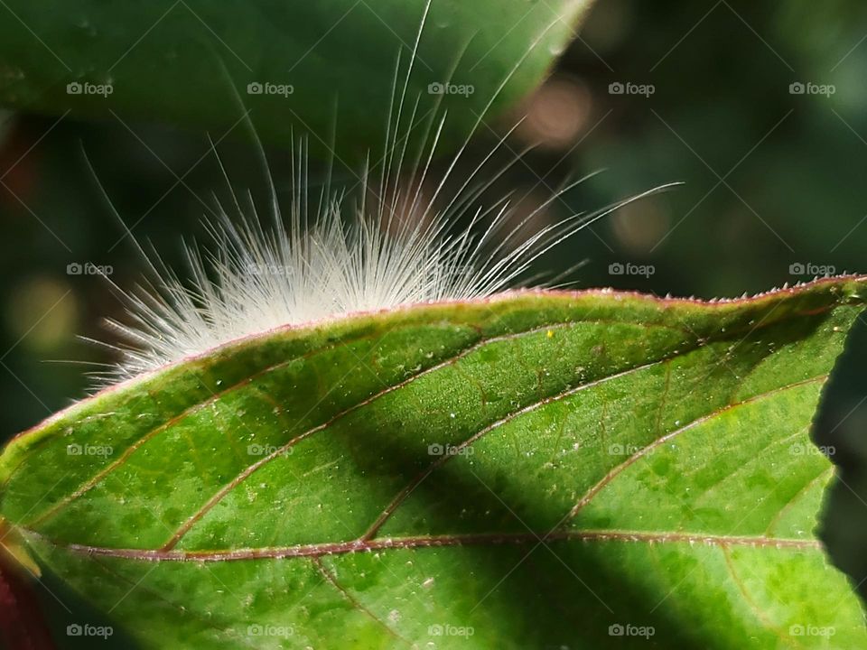 Nature- Closeup of a furry white caterpillar peering from behind a leaf.