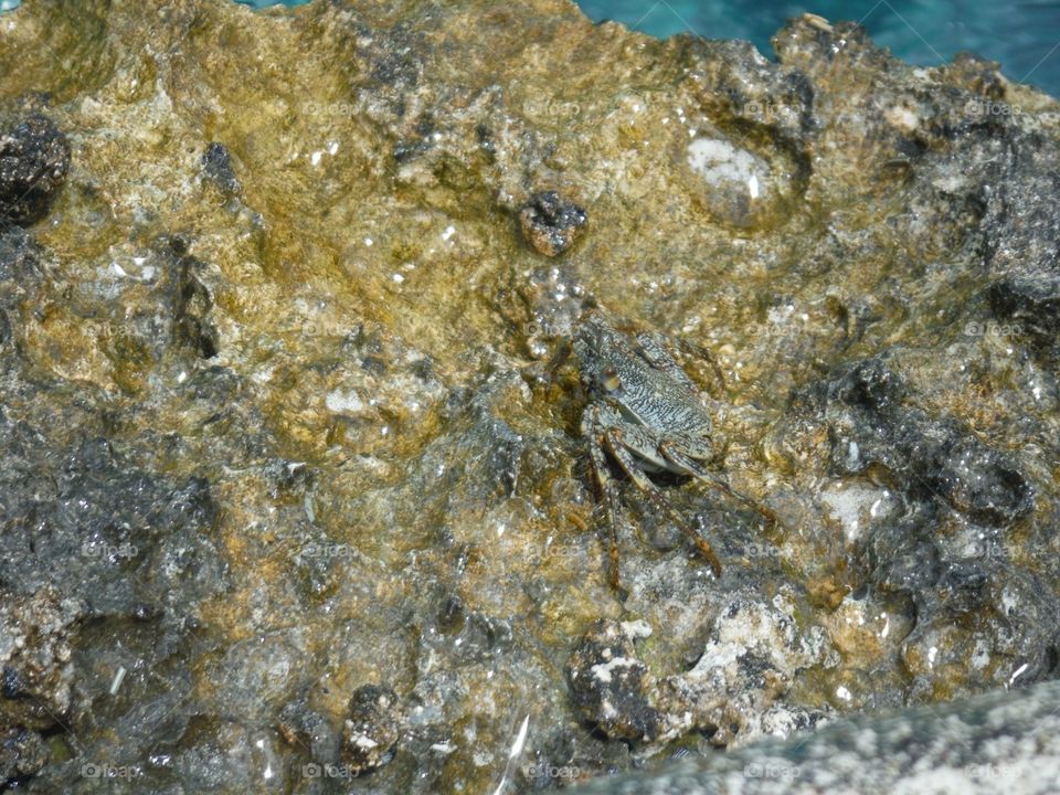 Craby on tha rock