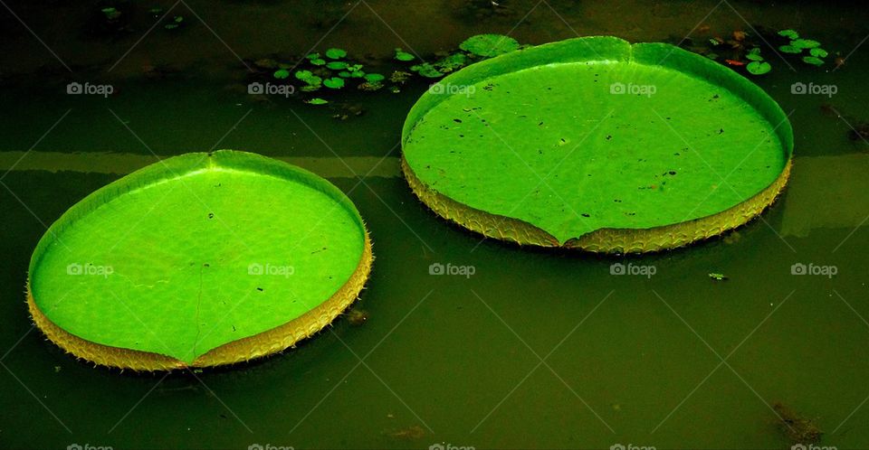 Lily pads