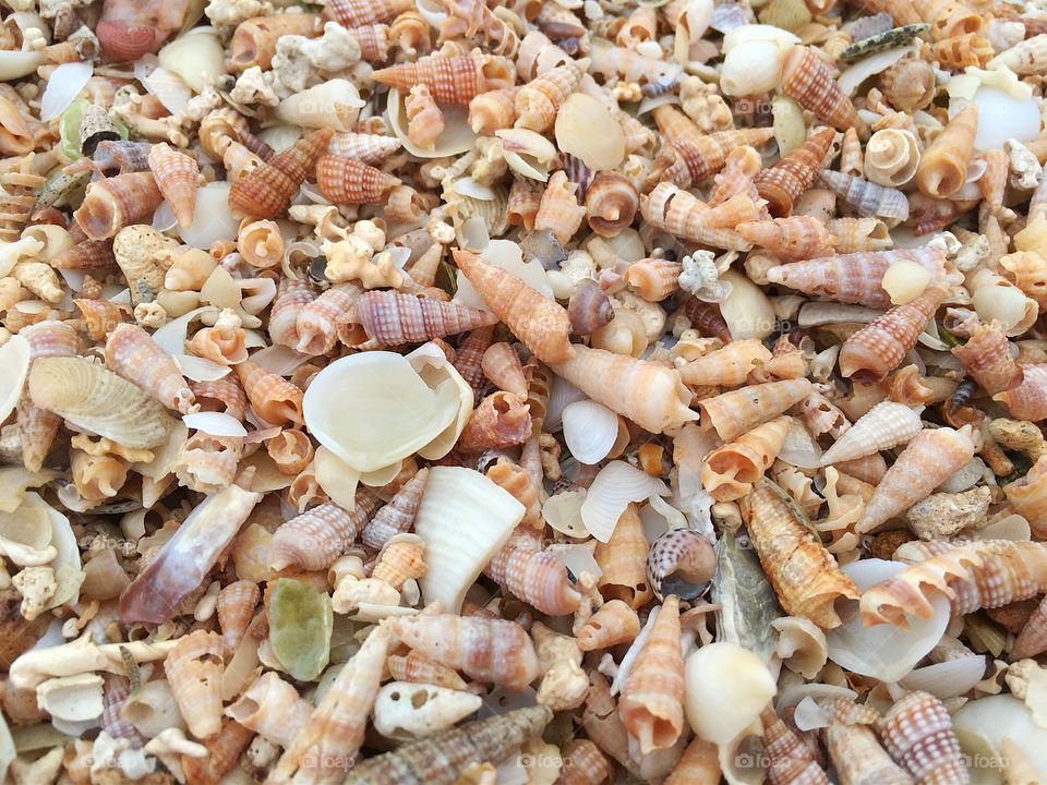 Tiny seashells variety in natural state closeup background image