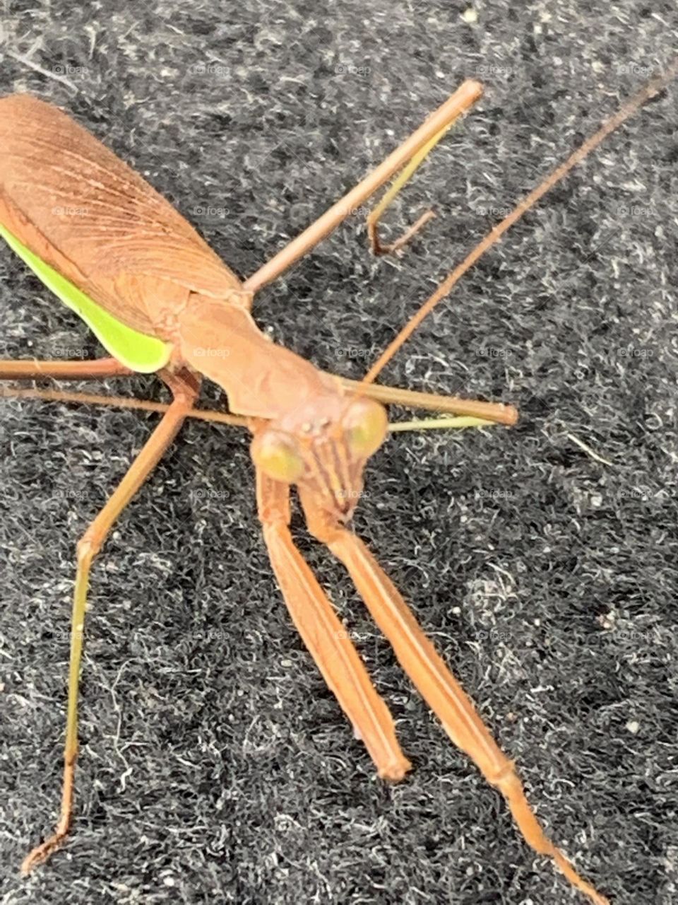 Praying Mantis 