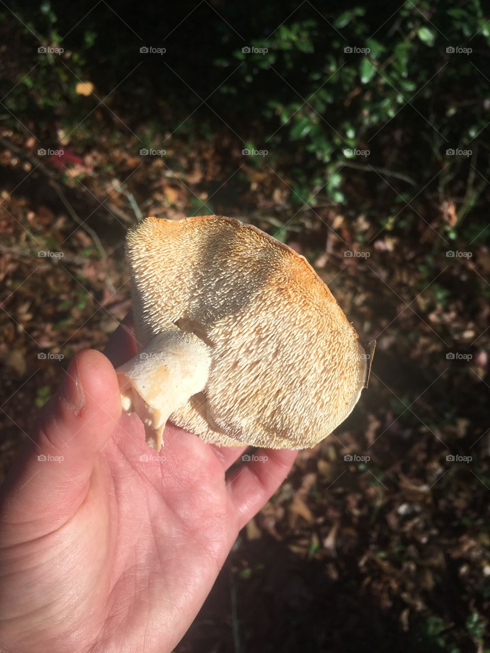 Hedgehog mushroom