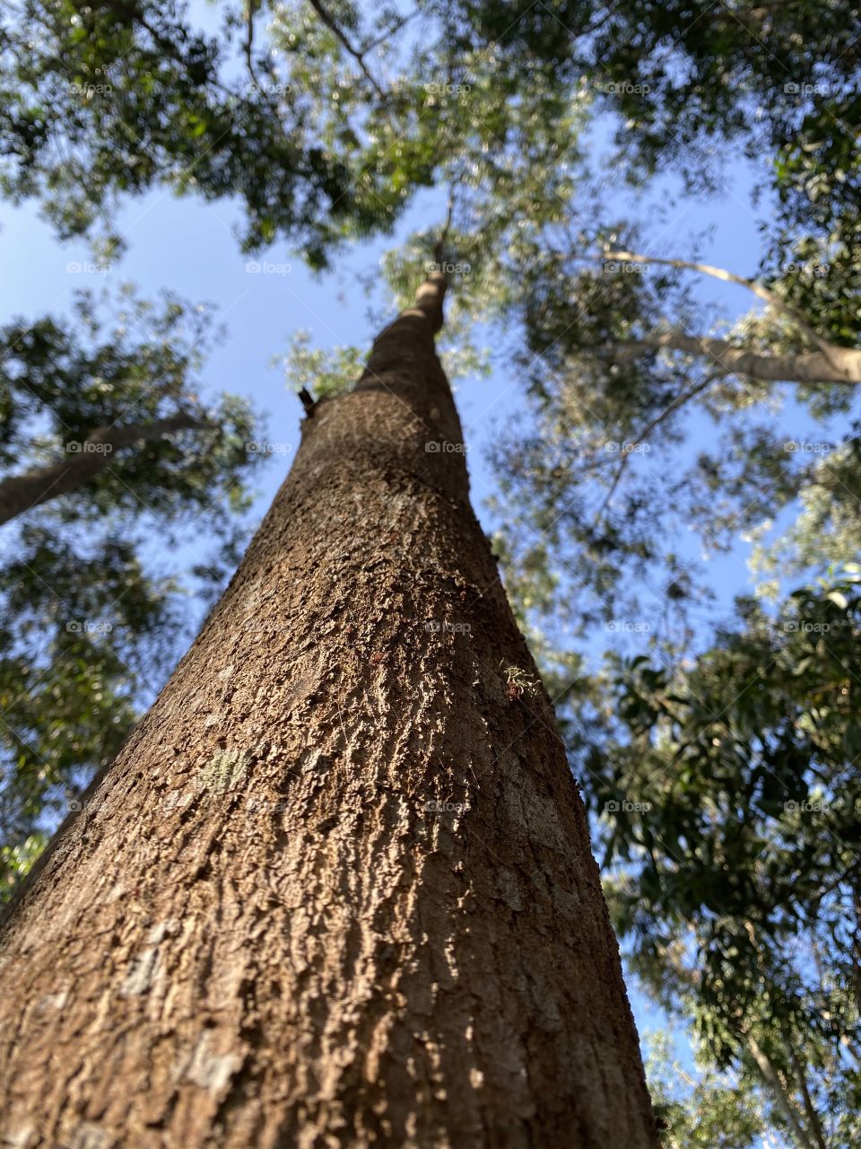 Long tree in forest 