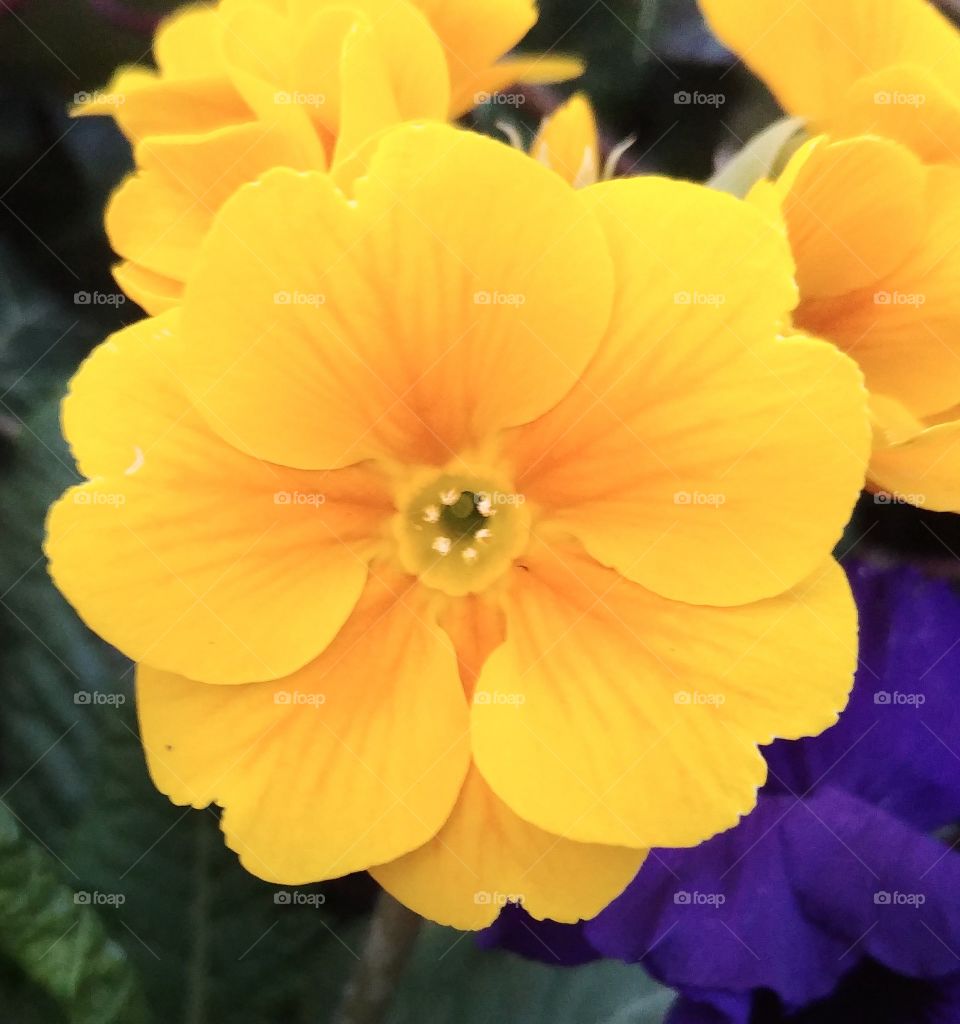 Blume Gelb Frühling