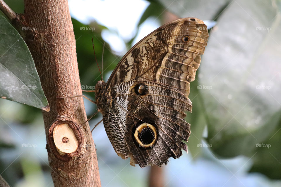 Owl butterfly on a branch