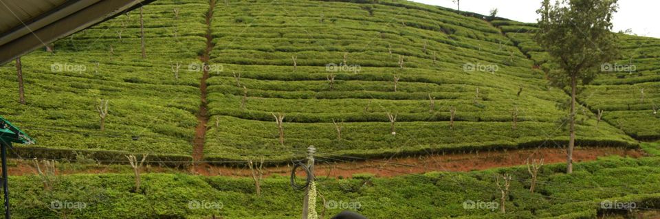 nature green view tea estate for background