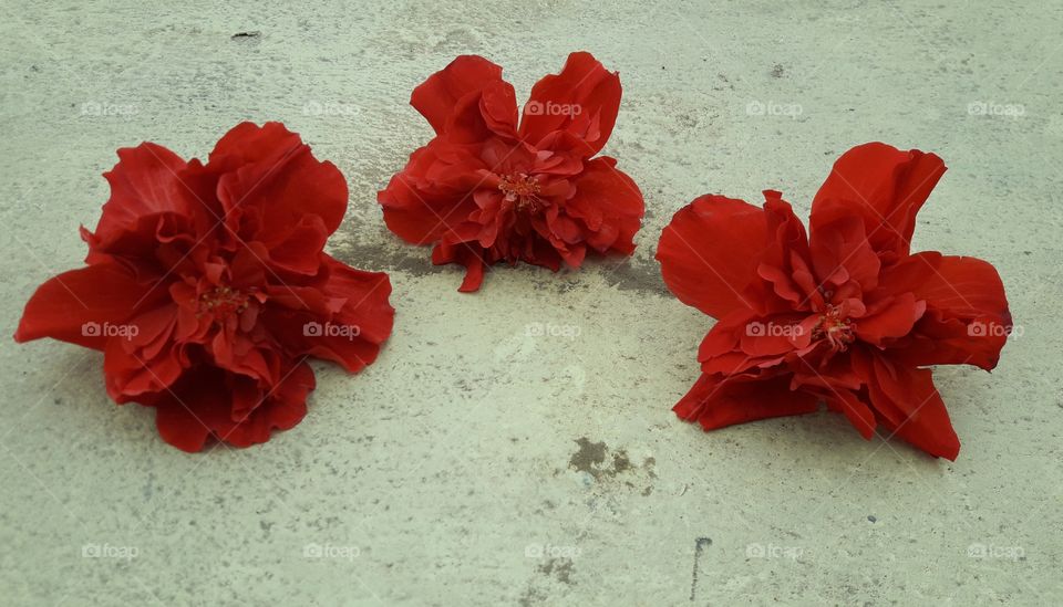 wow! three beautiful rare, red hibiscus flower in our garden