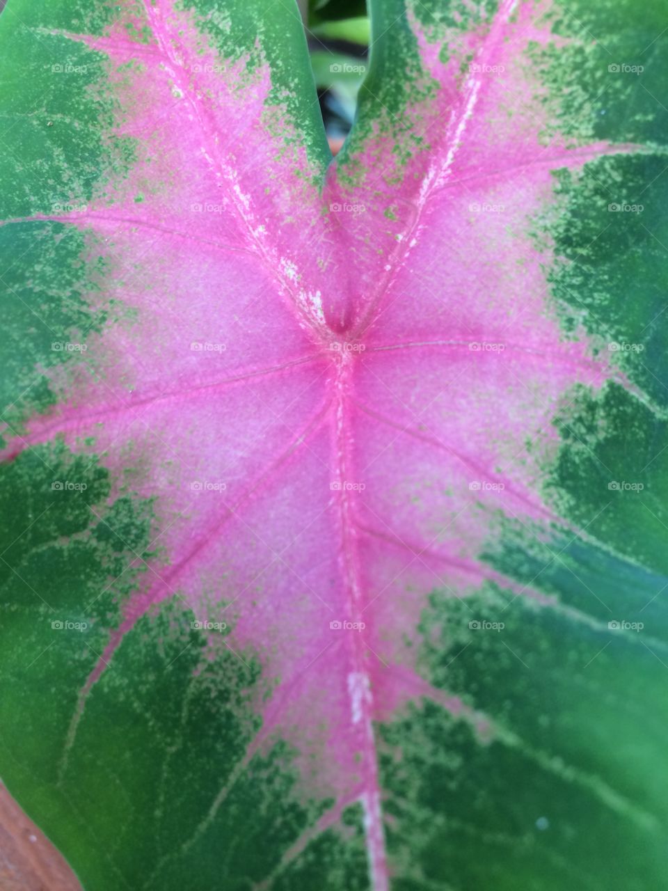 Heart shape leaf 🍃 