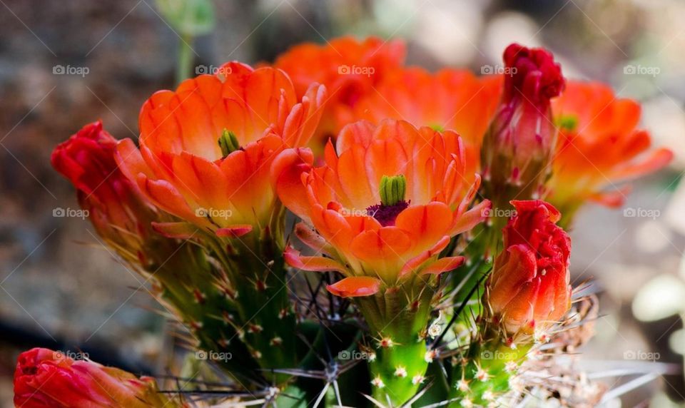 Desert cactus flower 