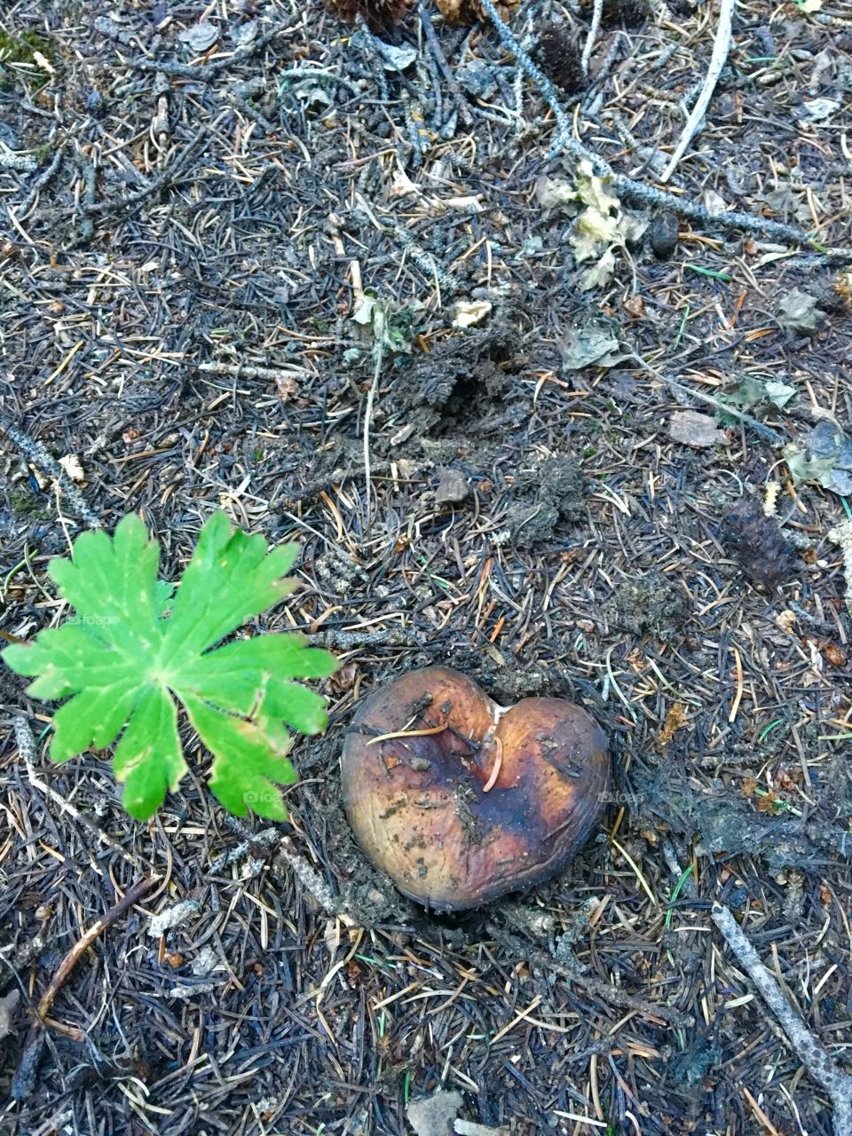 Heart shaped mushroom 