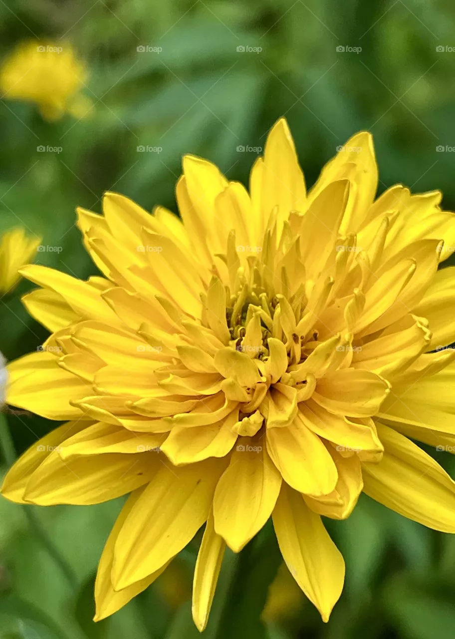 Large bright yellow Rudbeckia dissected flower - close-up